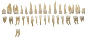 Set of Teeth of an Adult
