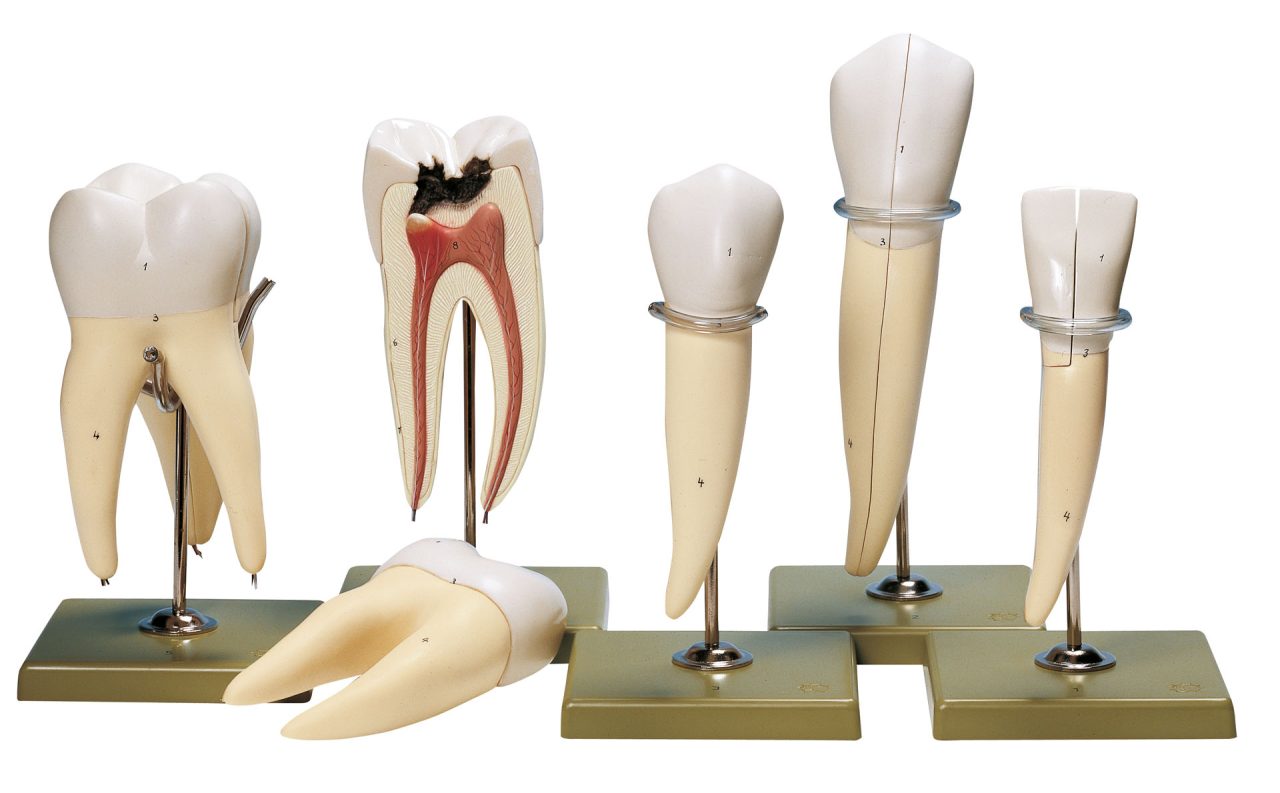 Five Models of Teeth