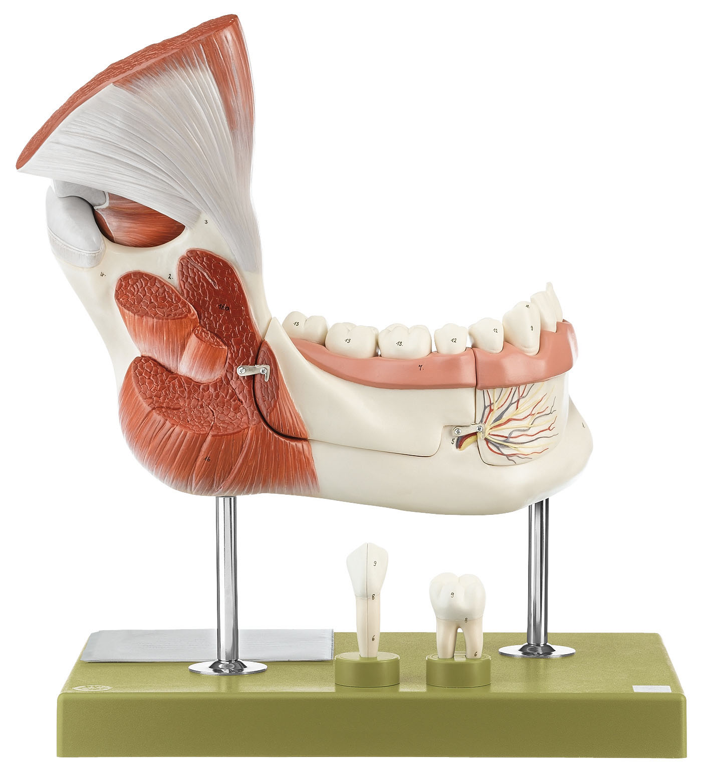 Right Lower Jaw With Muscles