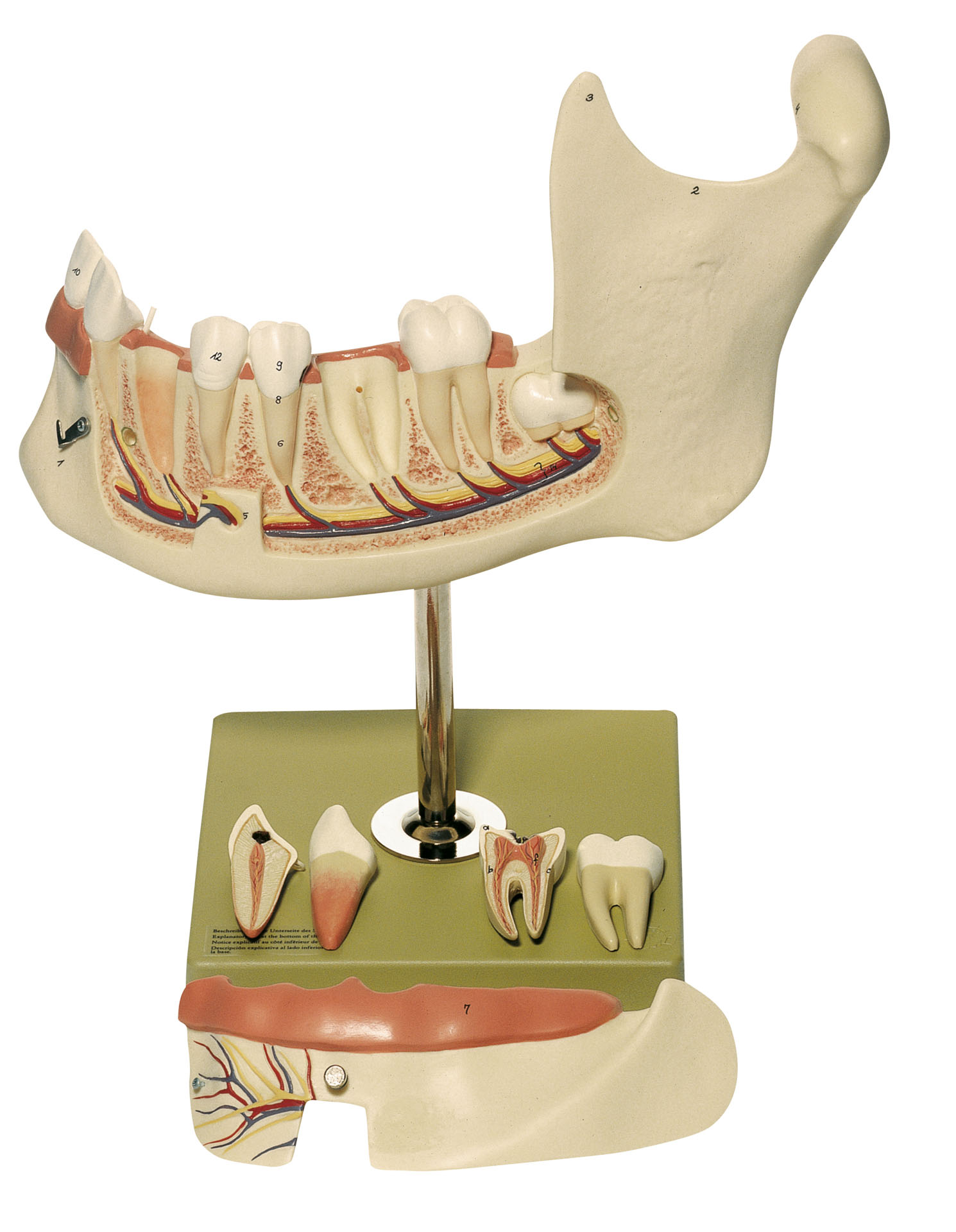 Lower Jaw of an 18-Year-Old