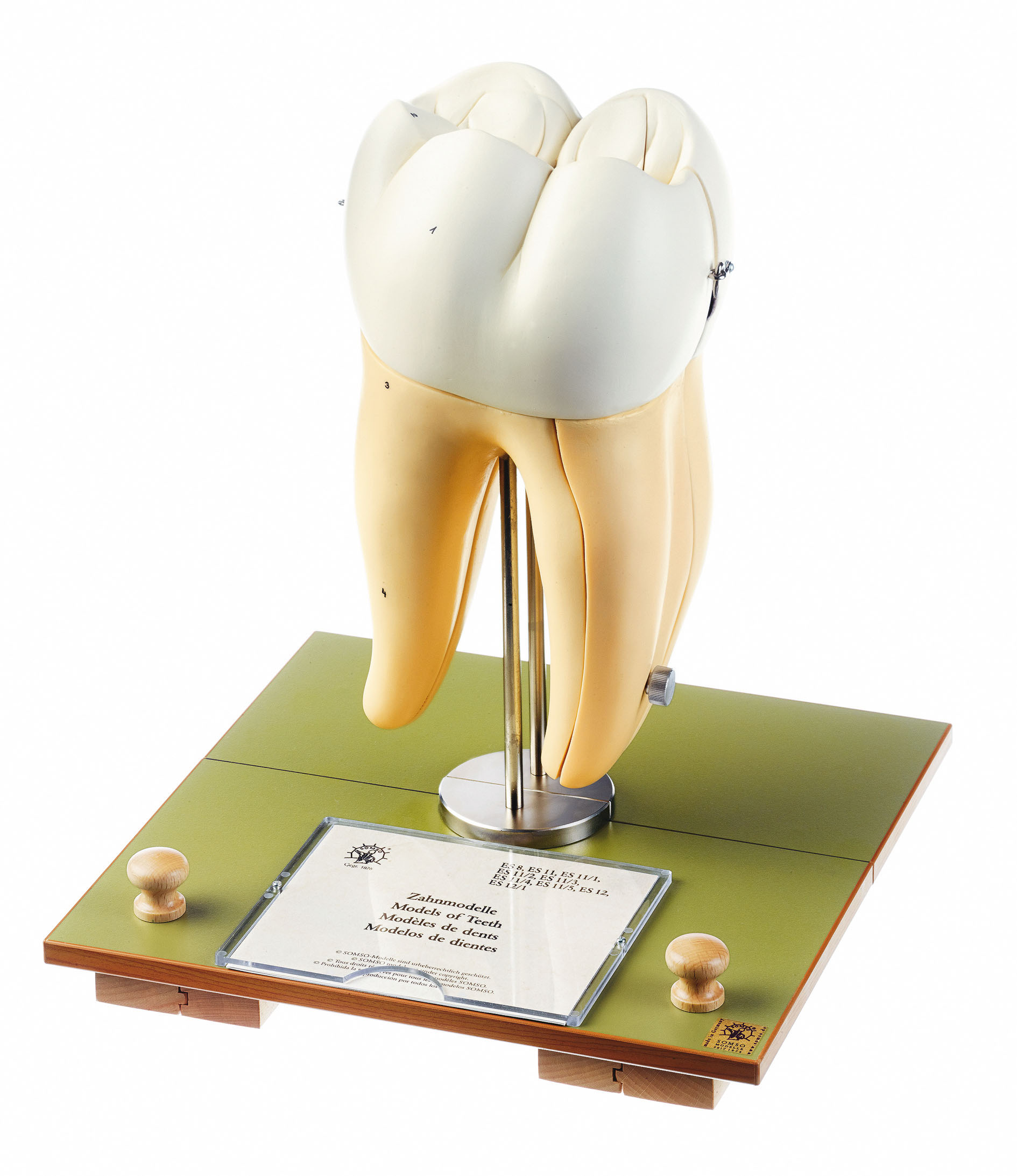 Right Lower First Molar