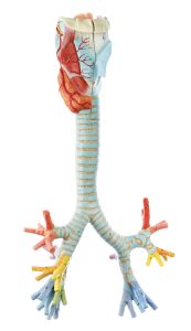 Larynx With Trachea
