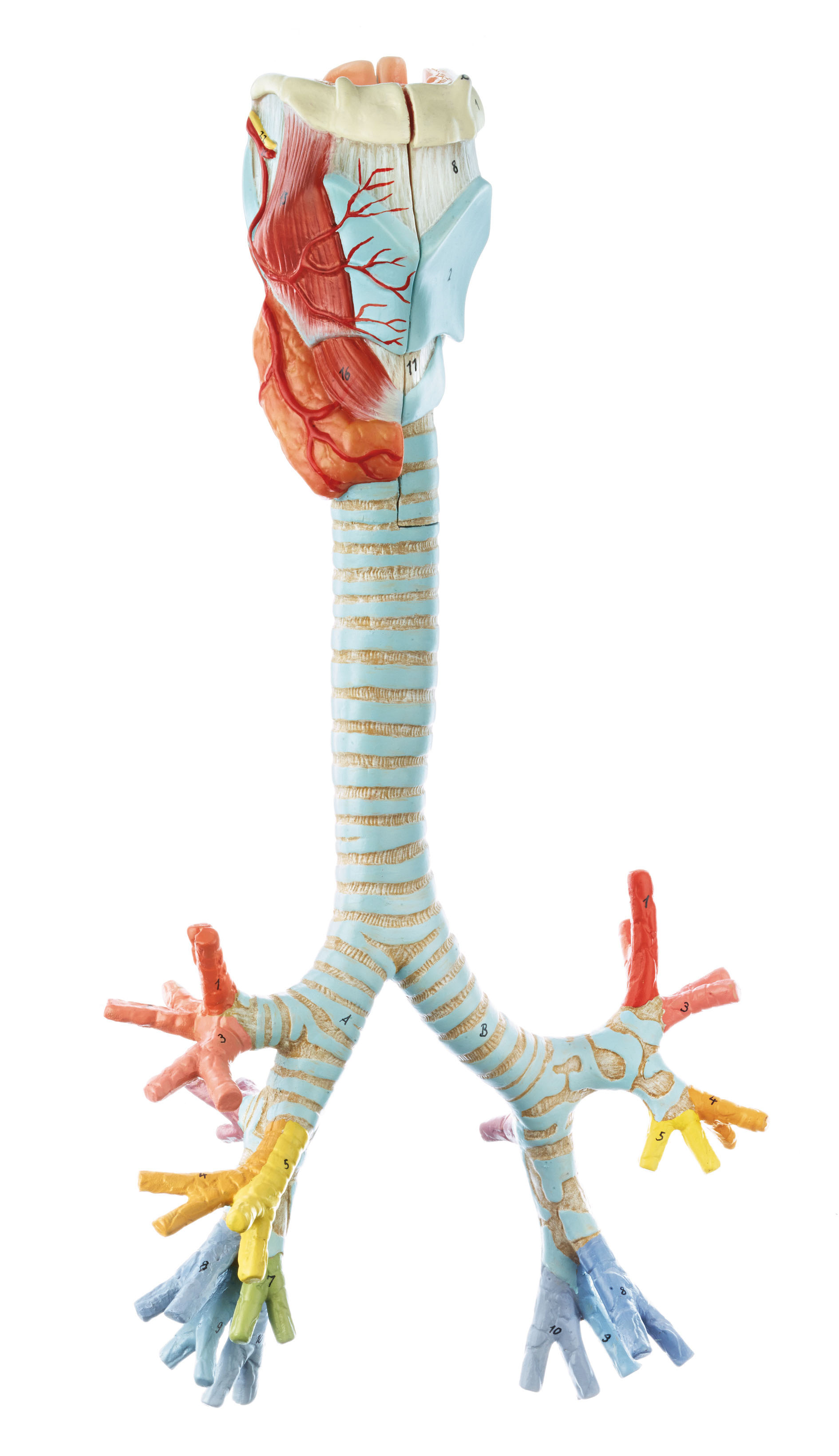 Larynx With Trachea