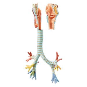 Larynx With Trachea