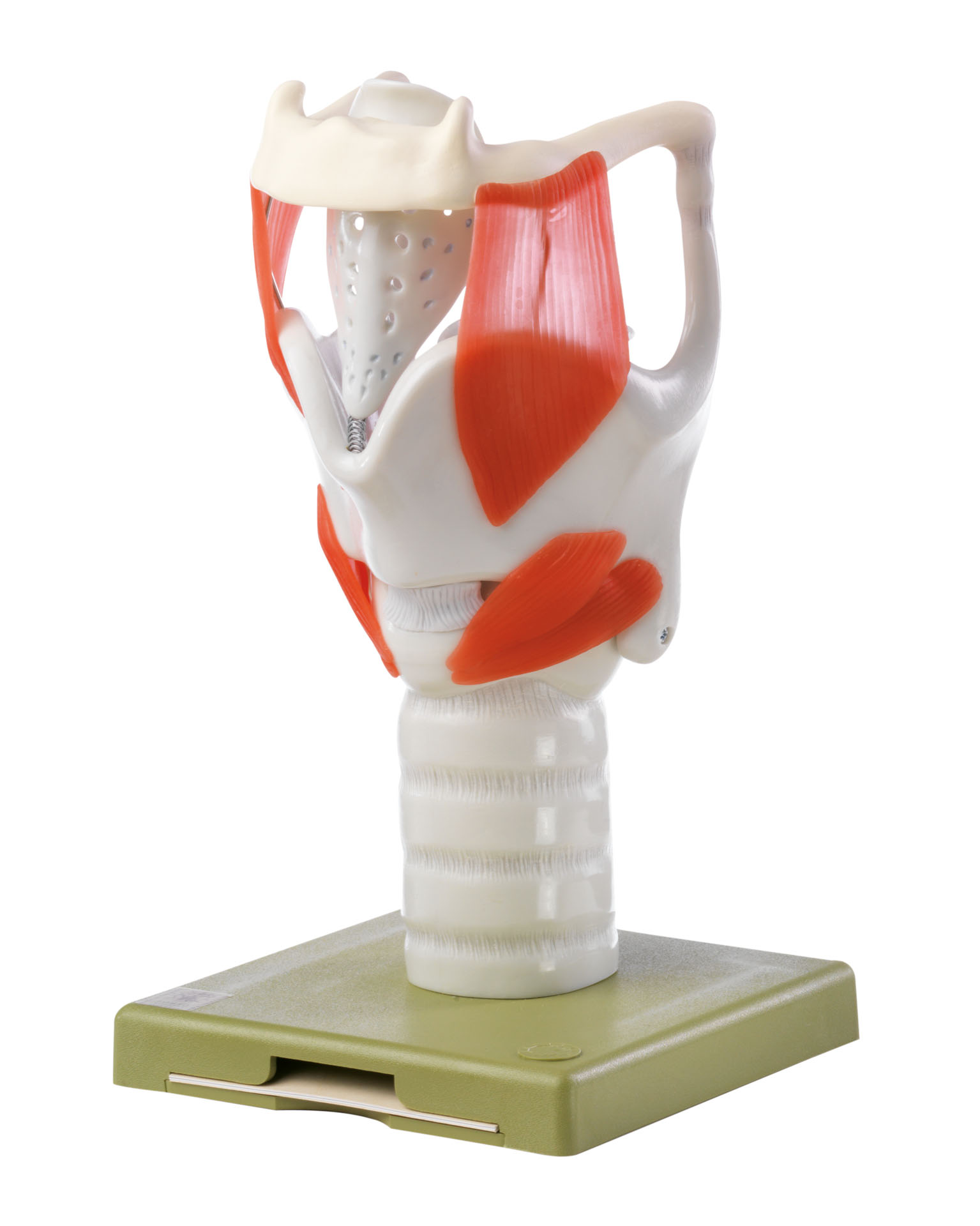 Functional Model of the Larynx