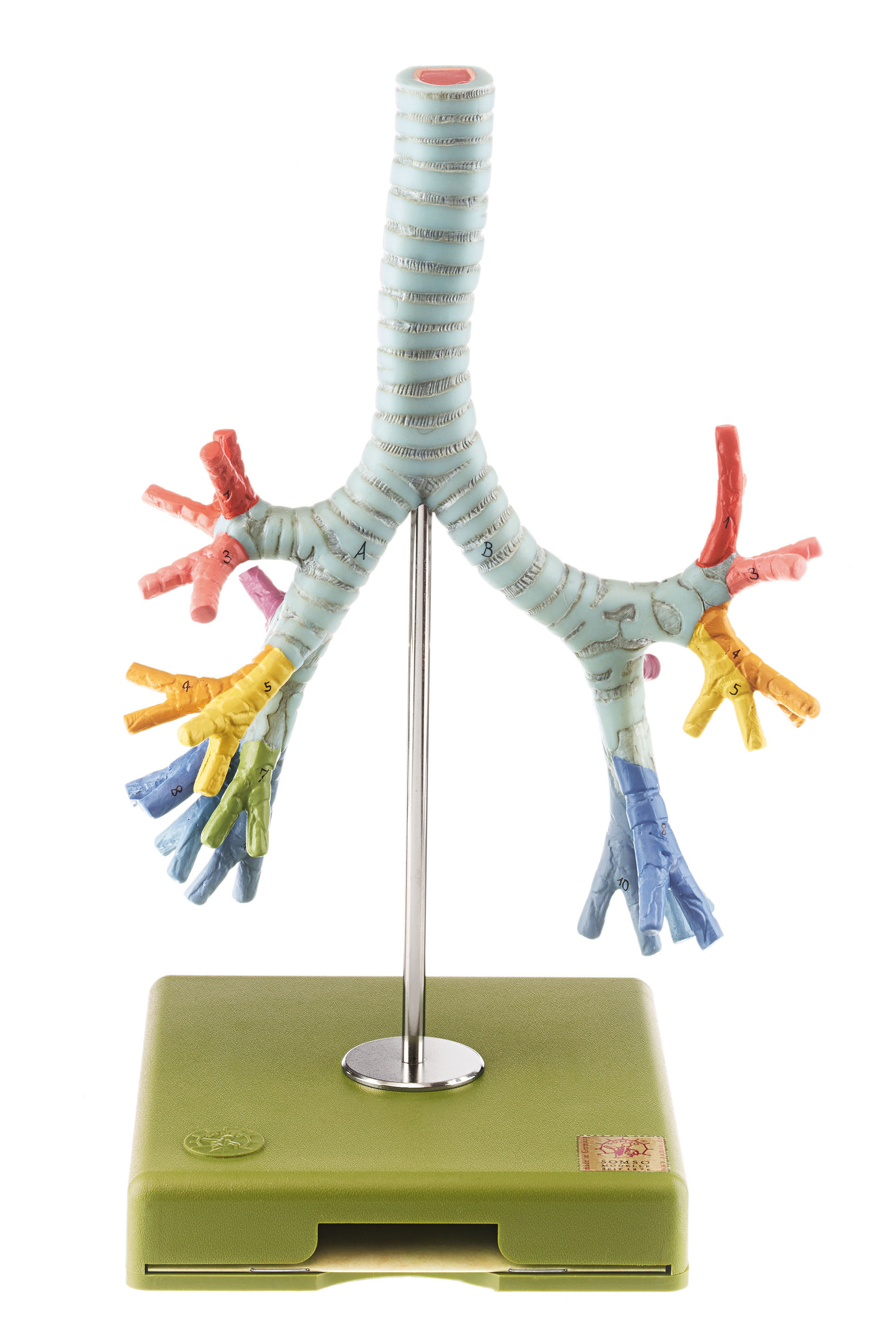 Bronchial Tree