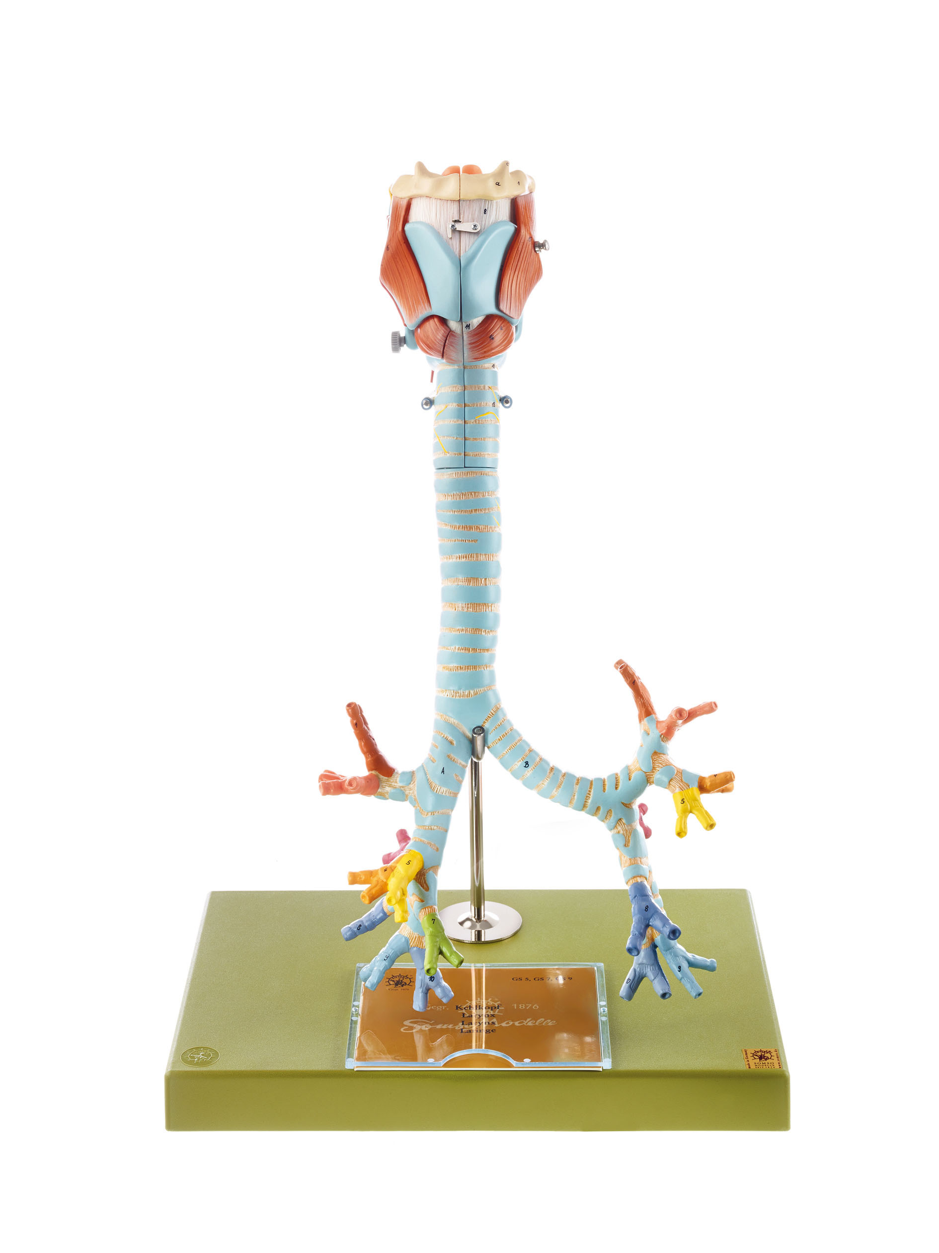 Larynx With Trachea