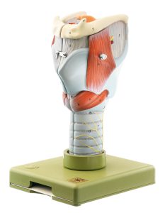 Larynx - Separates Into 5 Parts