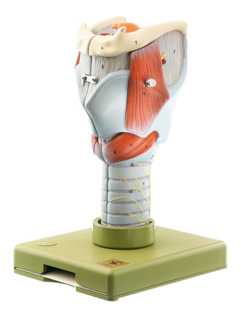 Larynx - Separates Into 5 Parts
