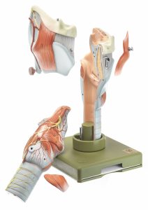 Larynx - Separates Into 5 Parts