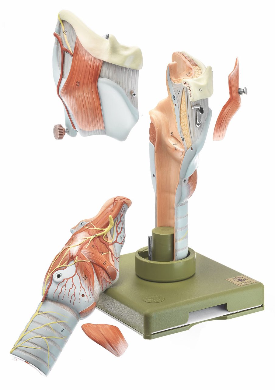 Larynx - Separates Into 5 Parts