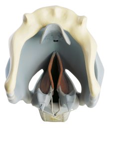 Cartilages of the Larynx