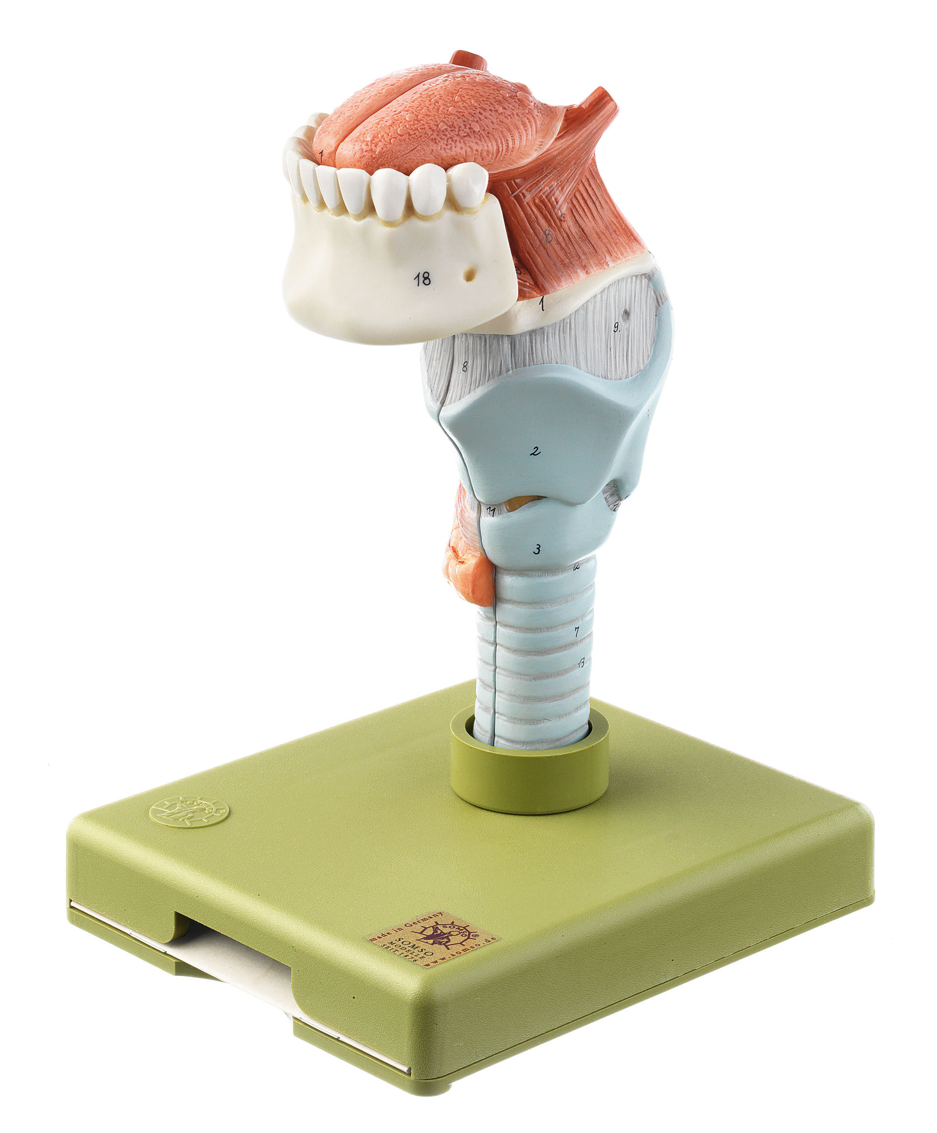 Larynx With Tongue