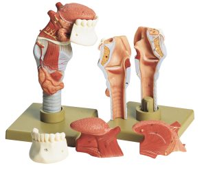 Larynx With Tongue