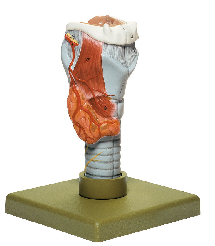 Larynx