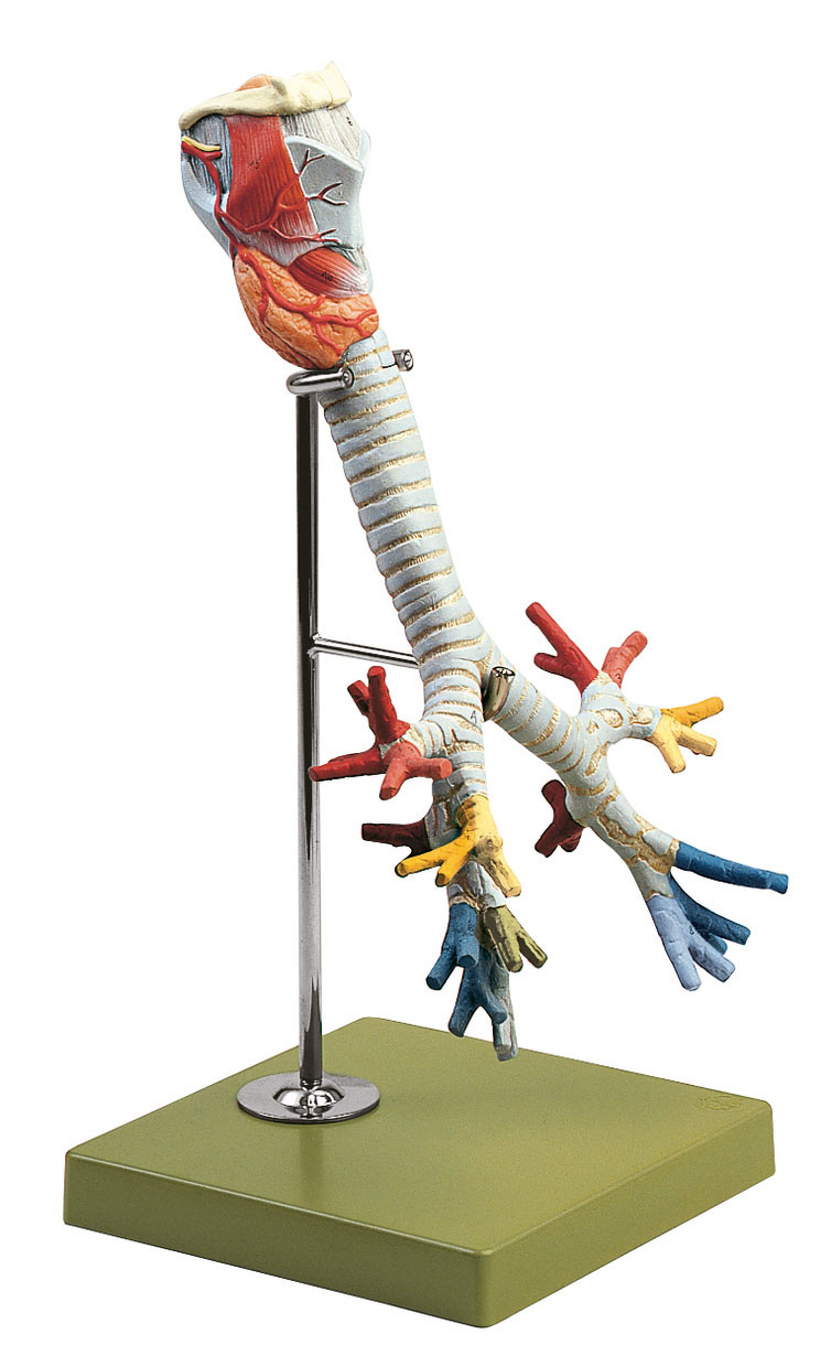 Larynx With Trachea