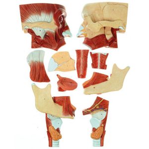 Cavities of Nose, Mouth, Throat and Larynx