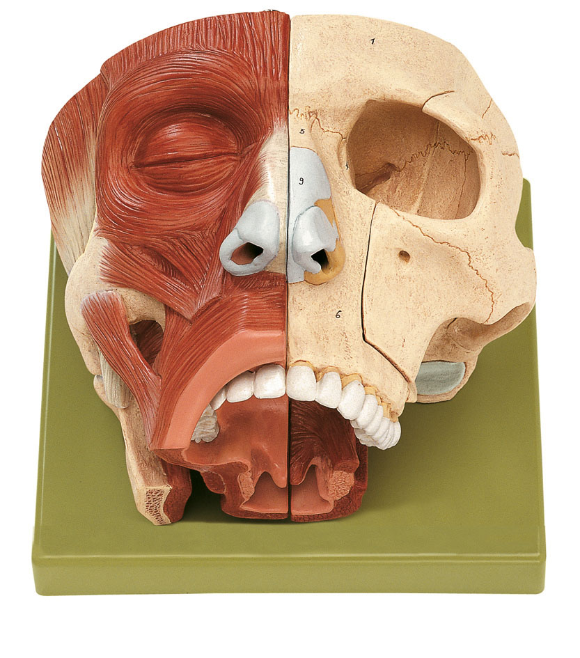 Nose and Nasal Cavities