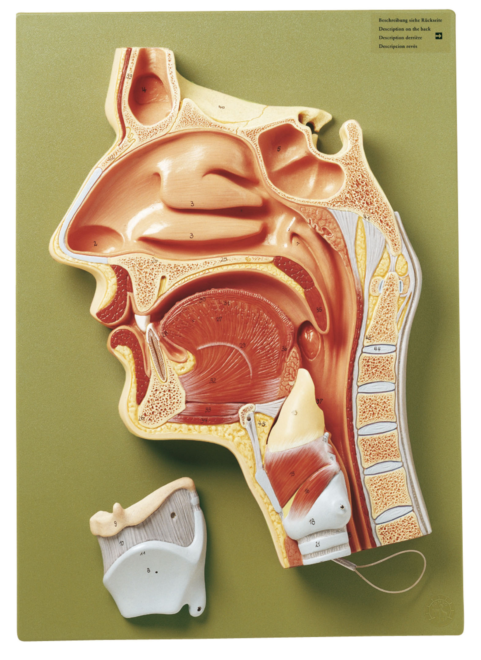 Median Section of the Cavities of Nose, Mouth and Throat, Light