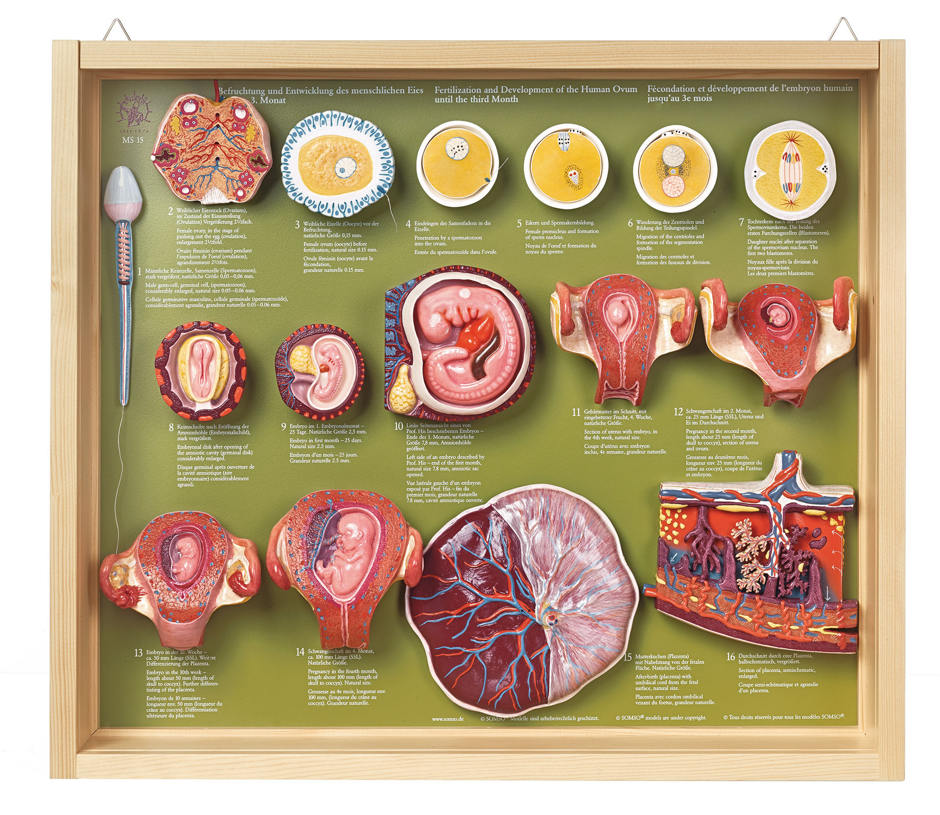 Fertilization and Development of the Human Ovum Up to the Third Month
