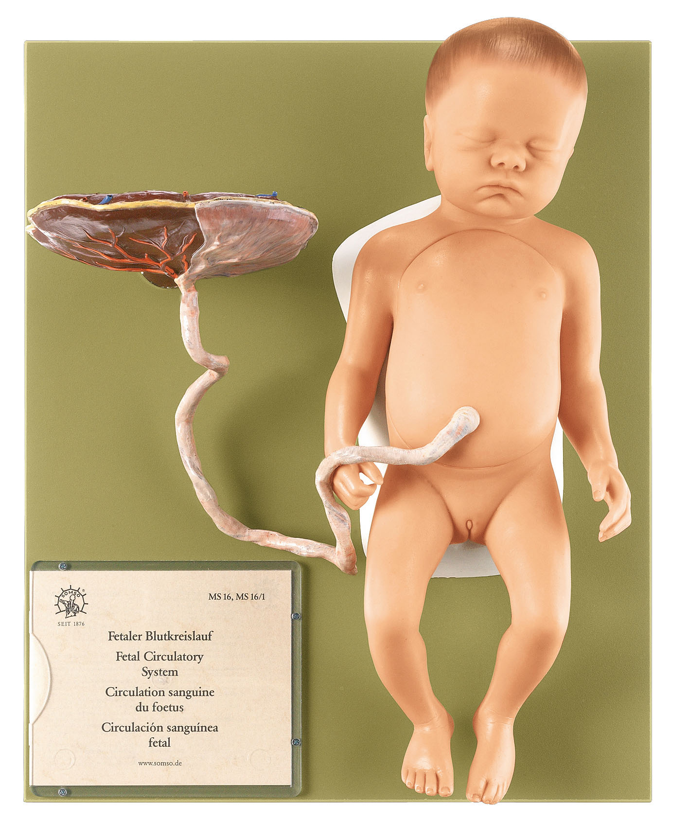 Female Fetus, Light