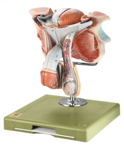 Male Genital Organs, Light