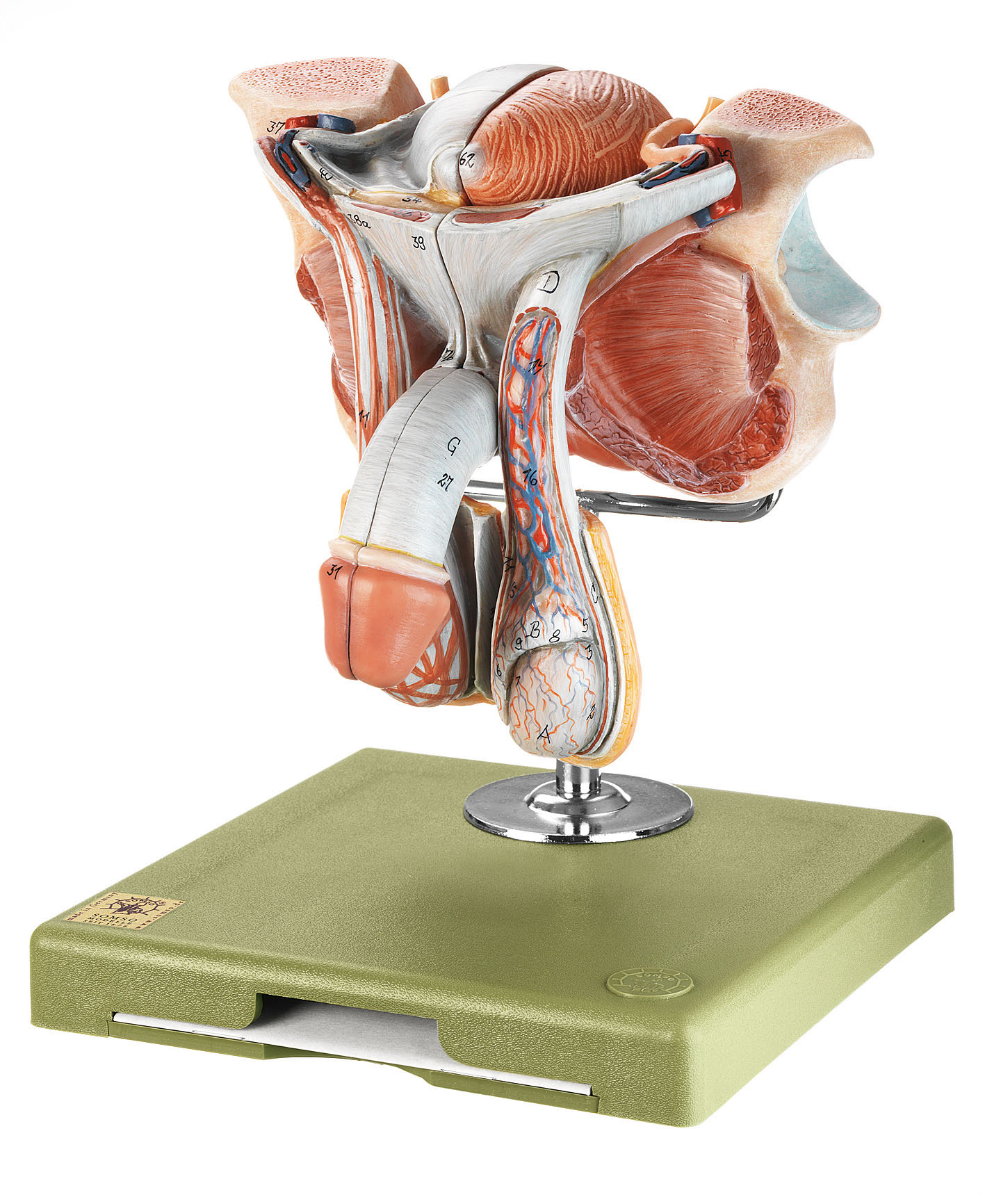 Male Genital Organs, Light