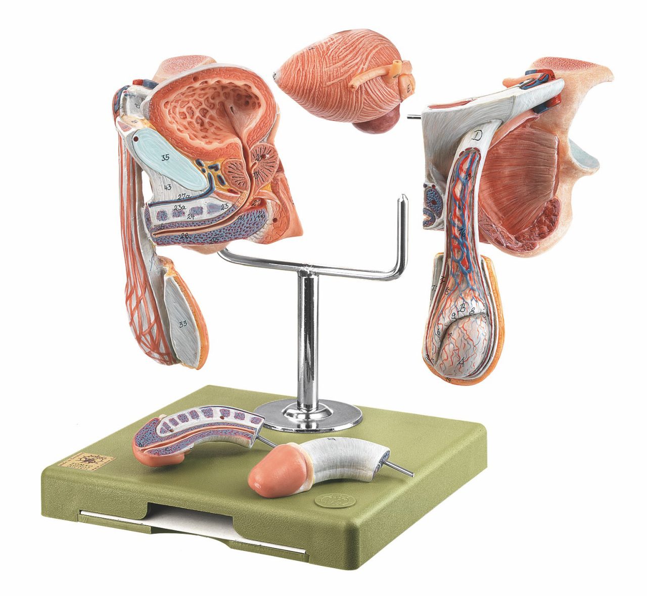 Male Genital Organs, Light