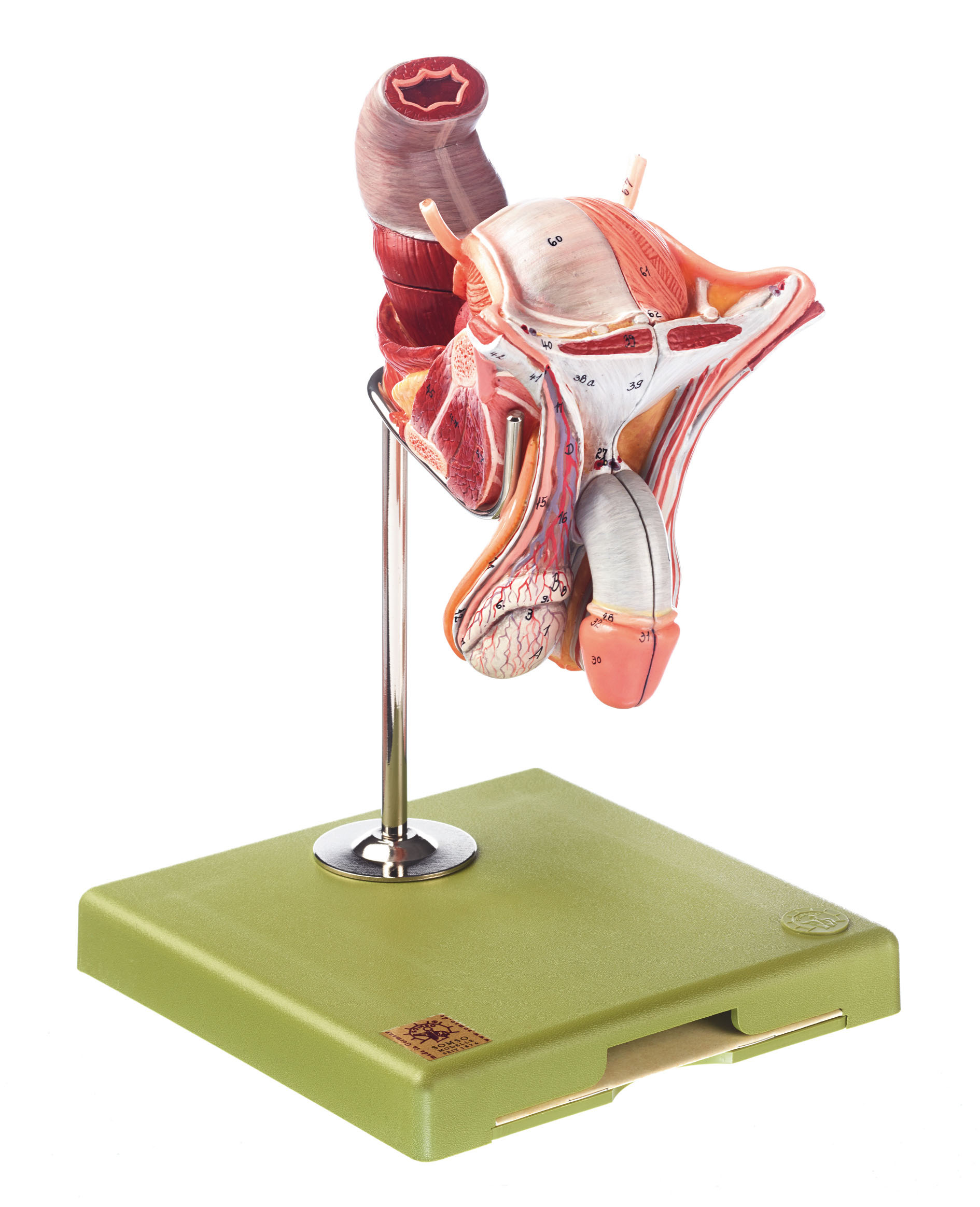 Male Genital Organs, Light
