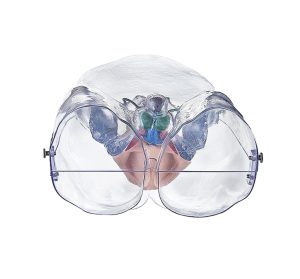 Transparent Model of the Male Sexual Organs