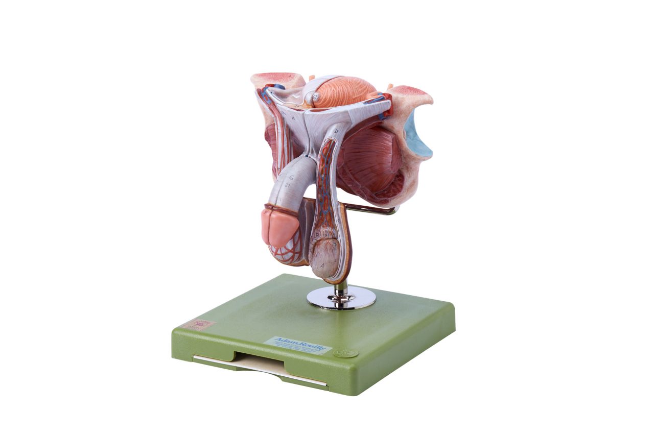 Torso With Head, Open Back and Interchangeable Male and Female Genitalia, Dark