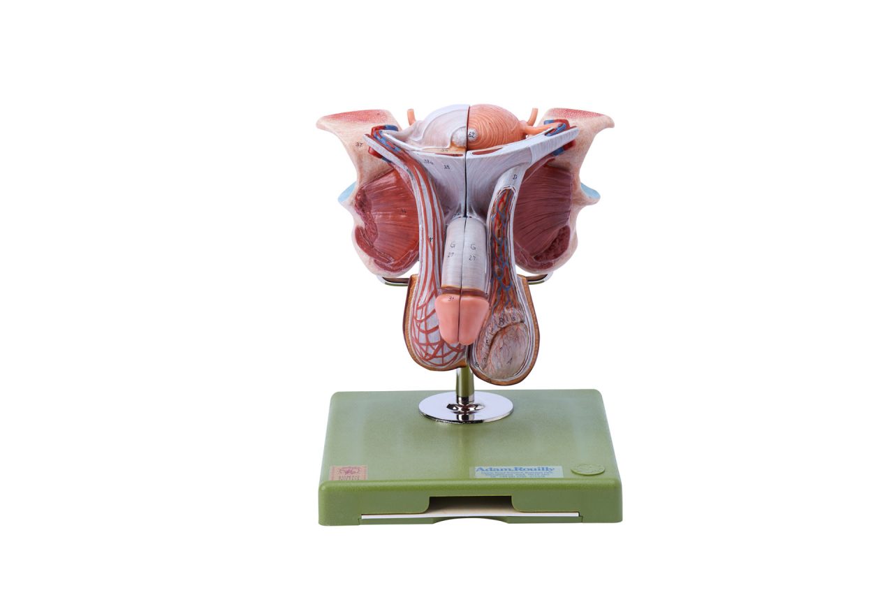 Male Genital Organs, Dark