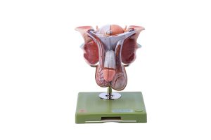 Male Genital Organs, Dark