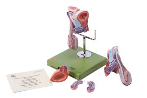 Male Genital Organs, Dark