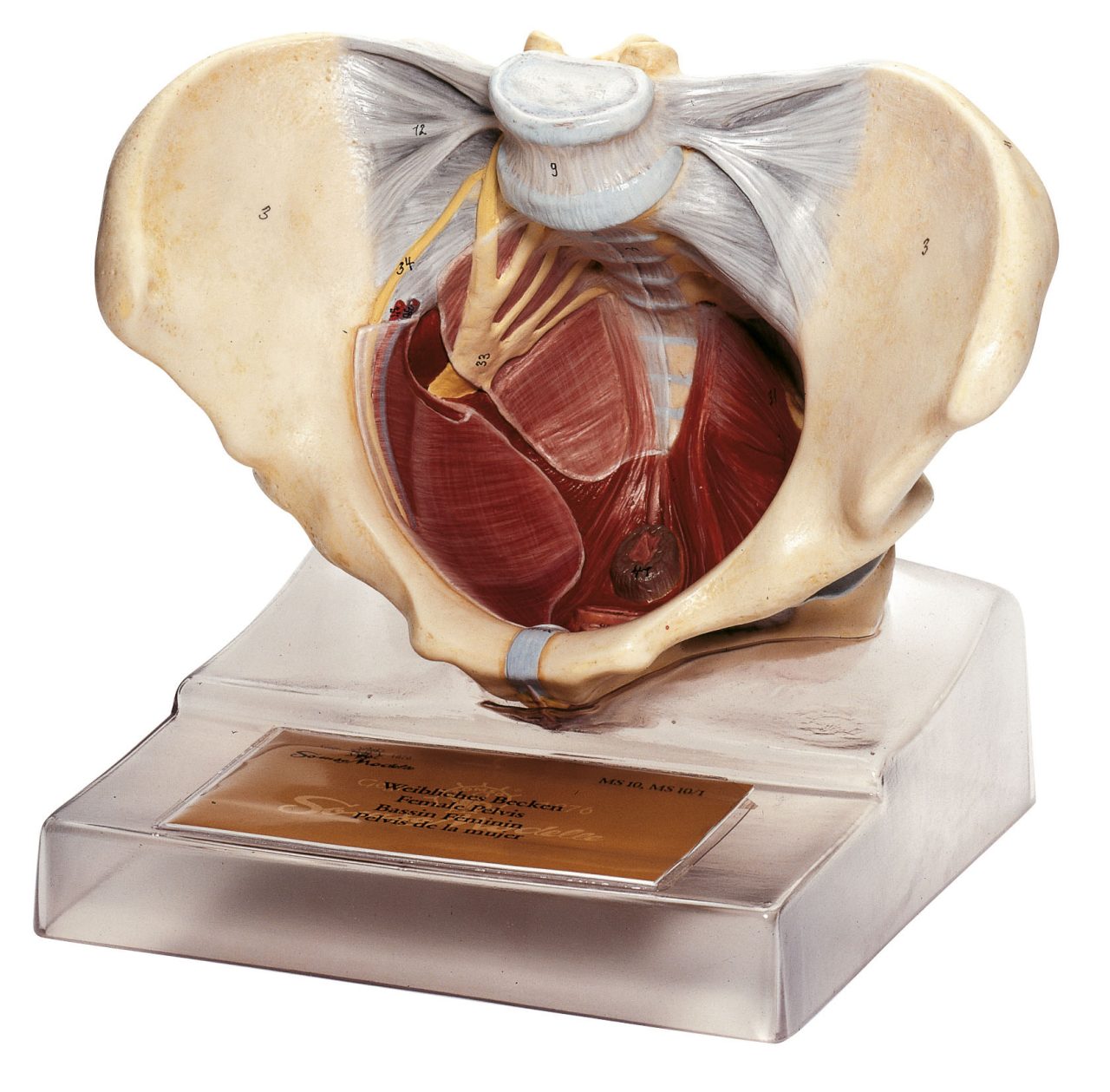 Female Pelvic Floor