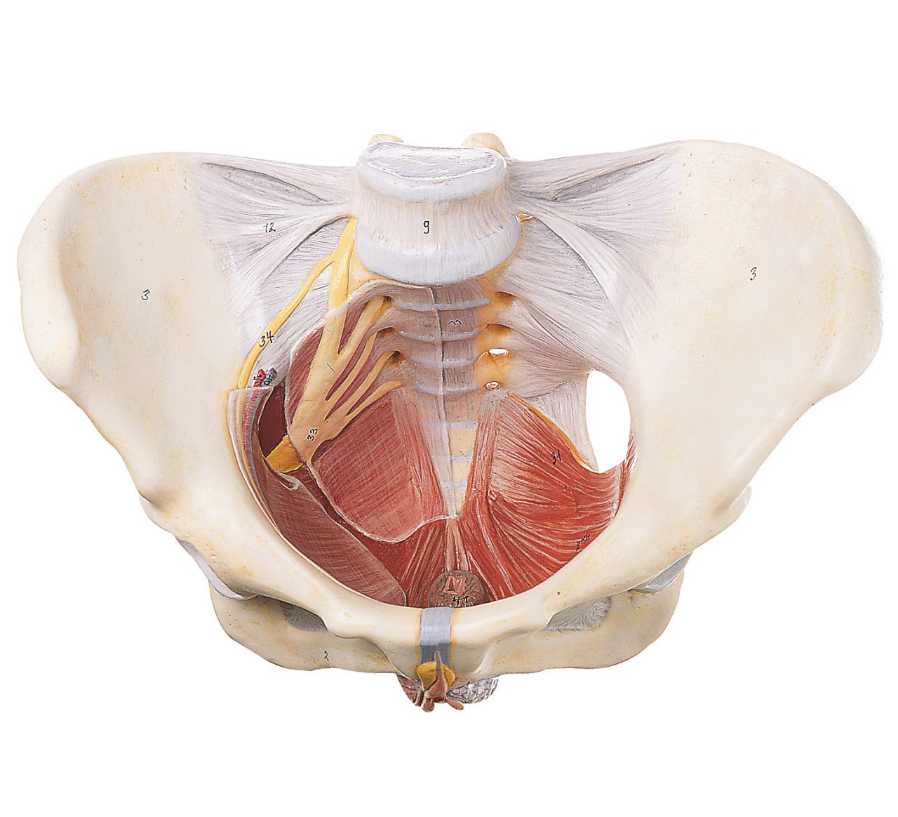 Female Pelvic Floor