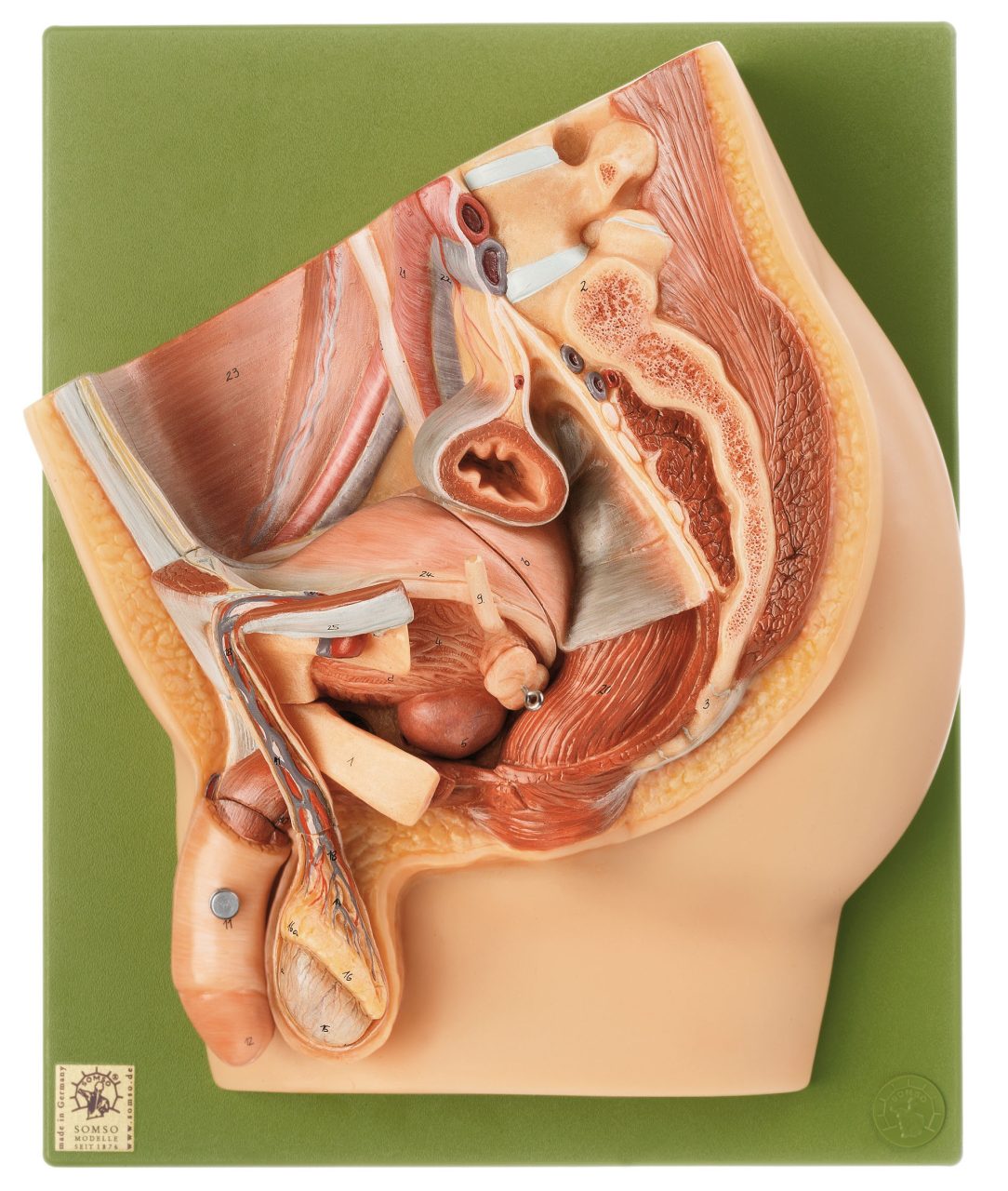 Median Section of Male Pelvis, Light