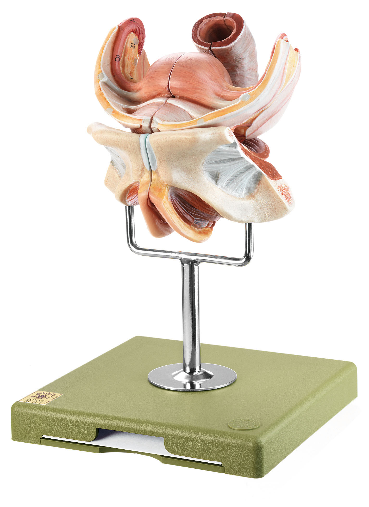 Female Genital Organs, Light