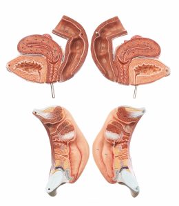 Female Genital Organs, Light