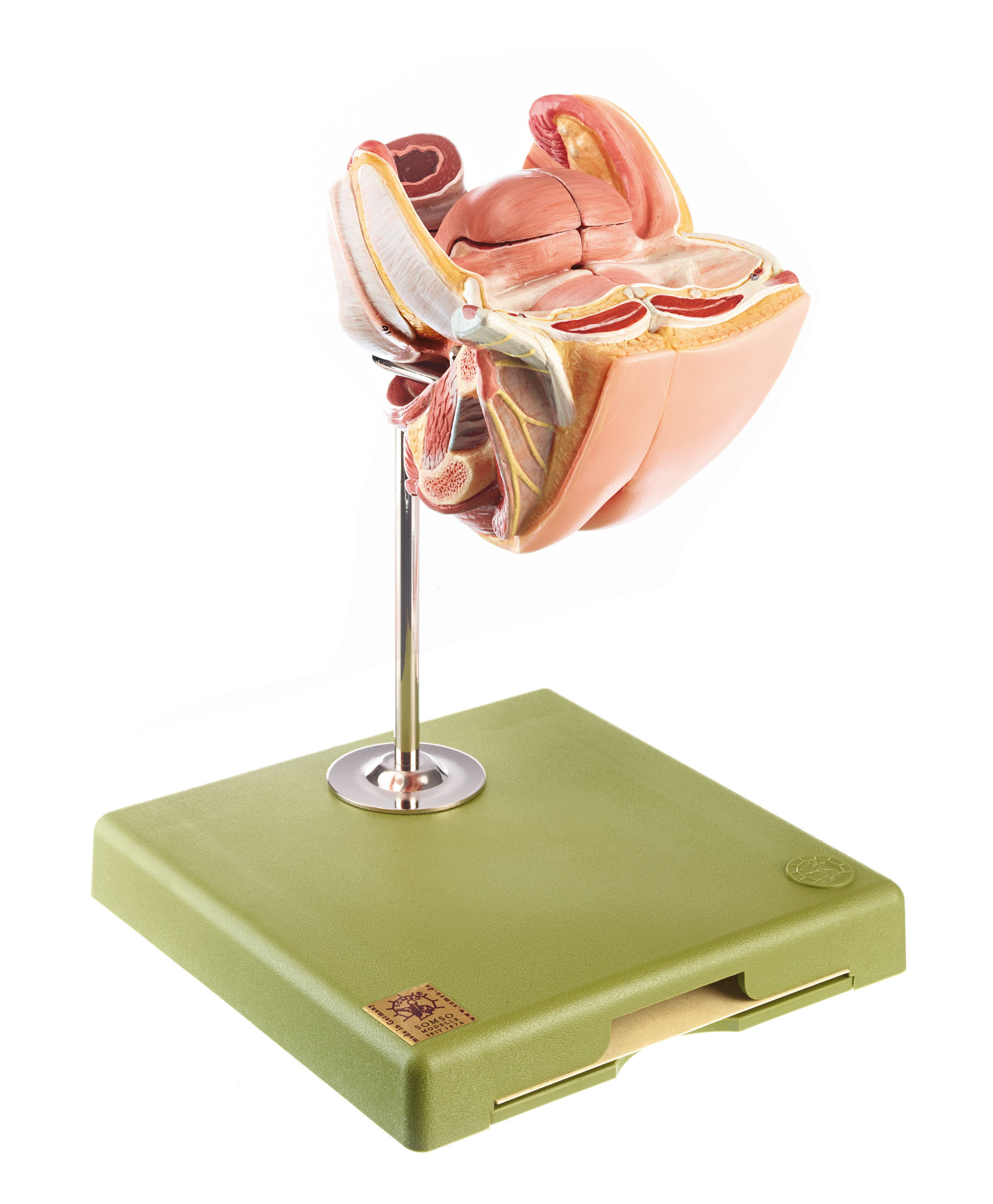 Female Genital Organs, Light