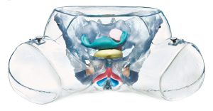 Transparent Model of the Female Sexual Organs
