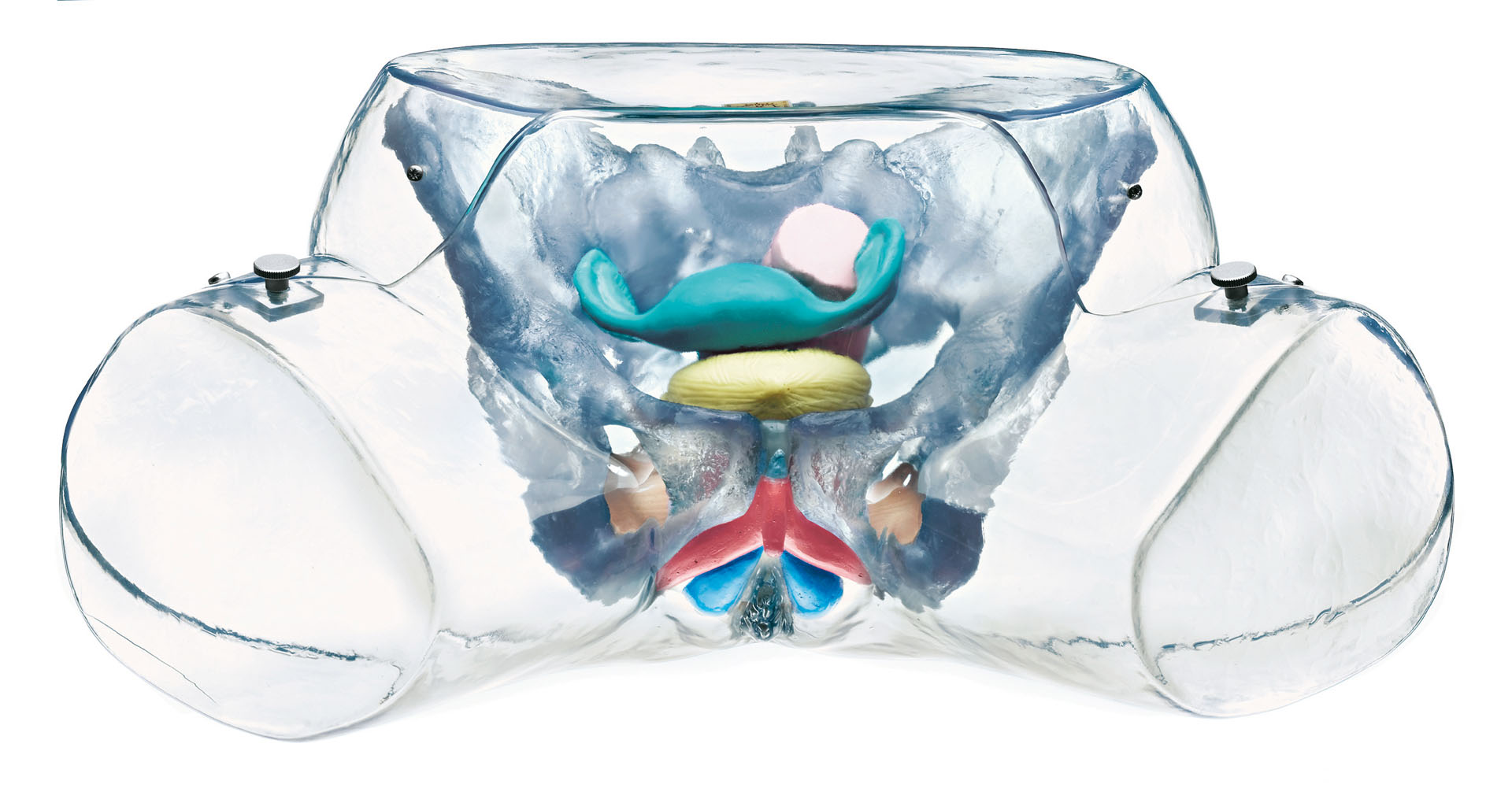 Transparent Model of the Female Sexual Organs
