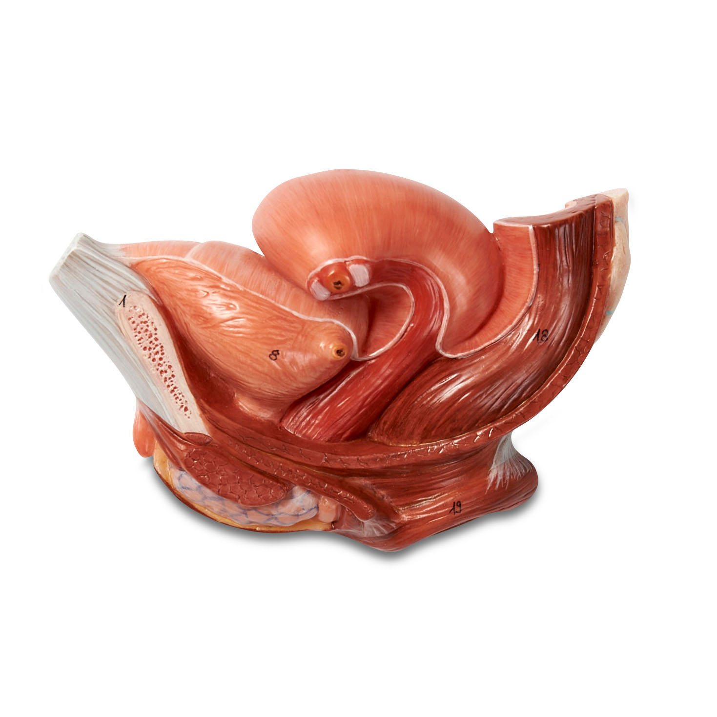 Median Section of Female Pelvis
