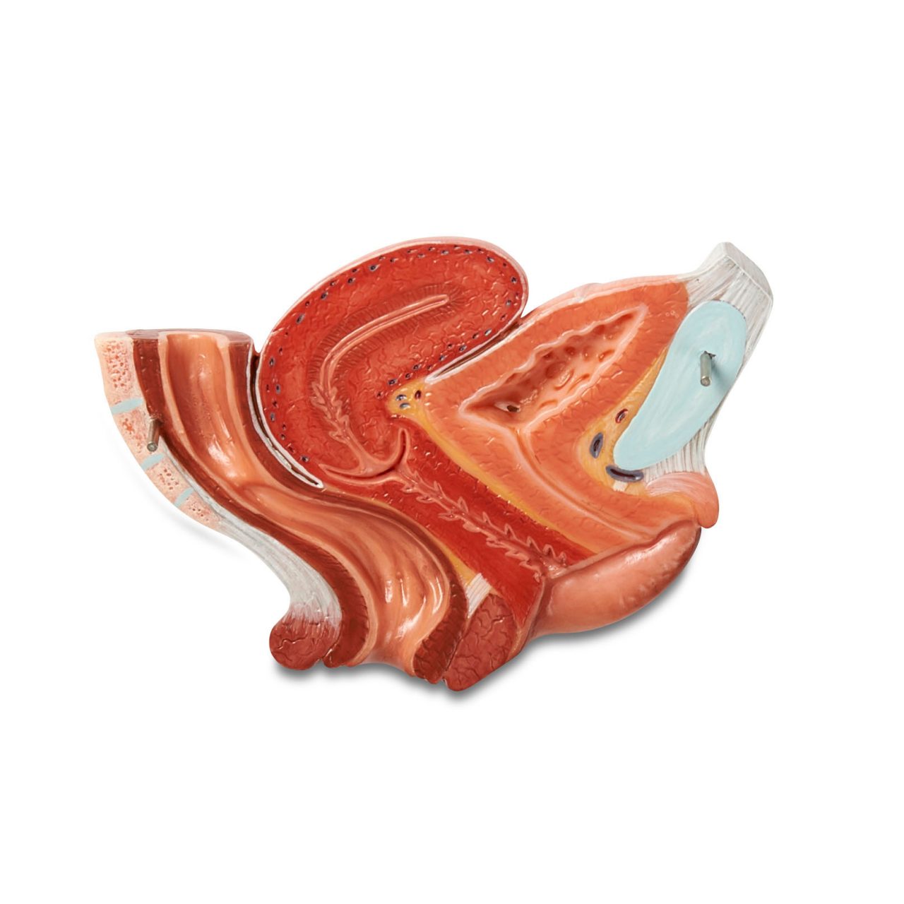 Median Section of Female Pelvis