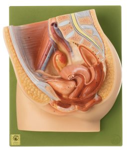 Median Section of Female Pelvis