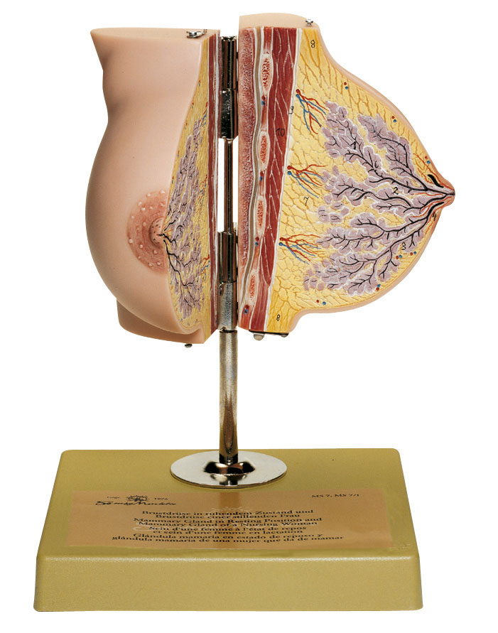 Mammary Gland in Resting Position, Light