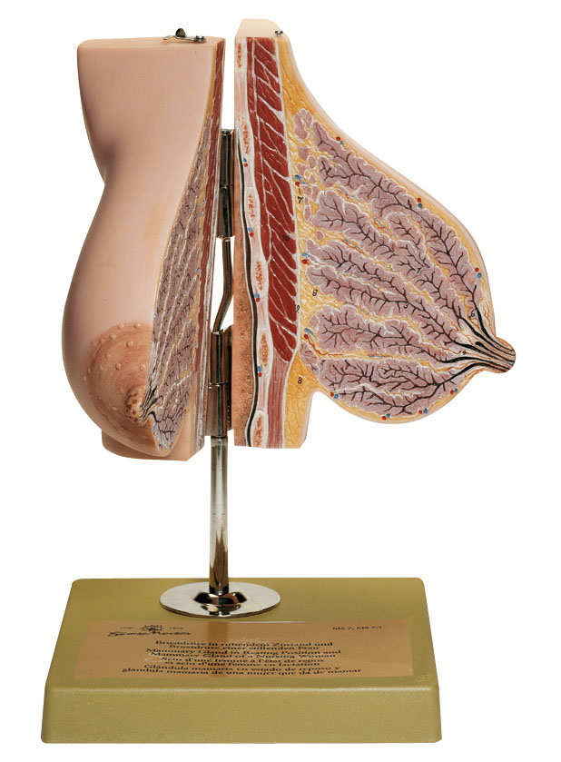 Mammary Gland of a Breastfeeding Woman, Light