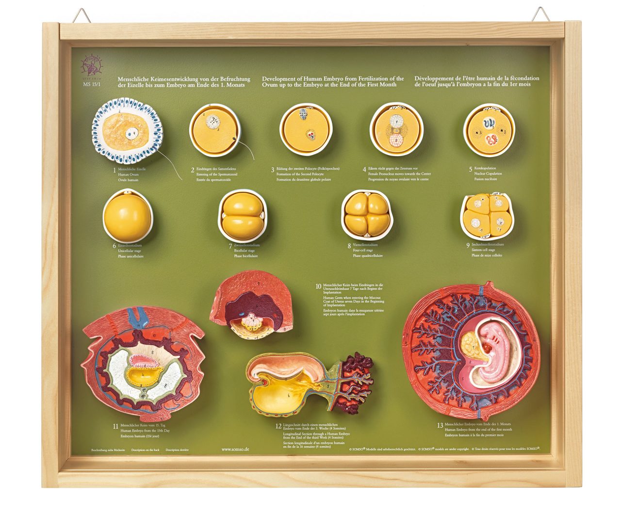 Human Development Up to the Embryo at the End of the First Month, Light