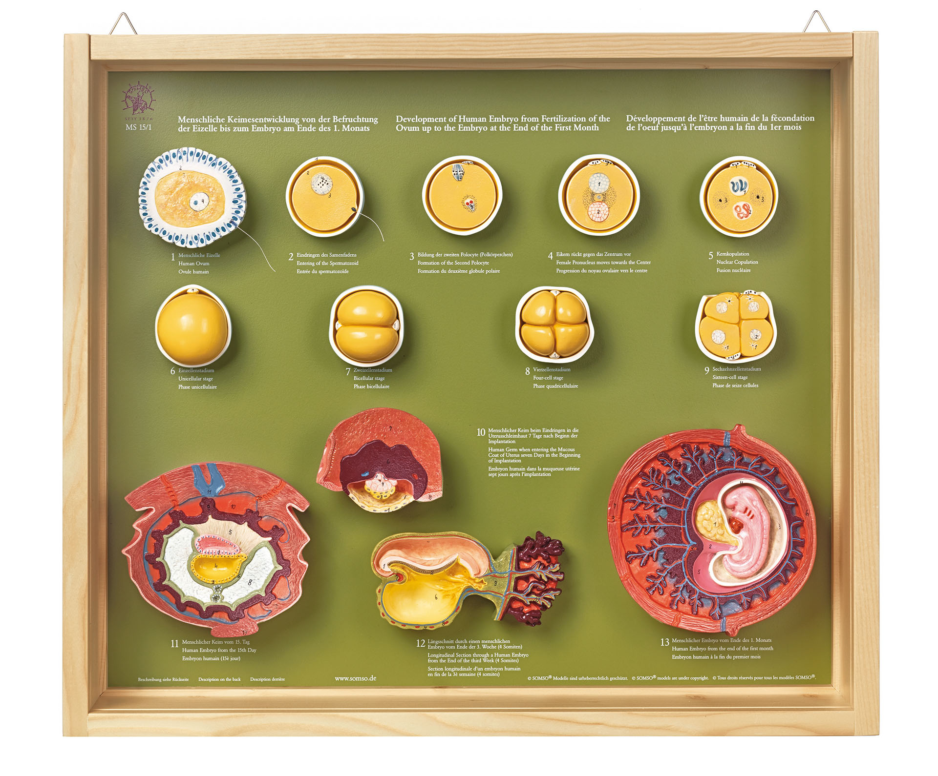 Human Development Up to the Embryo at the End of the First Month, Light