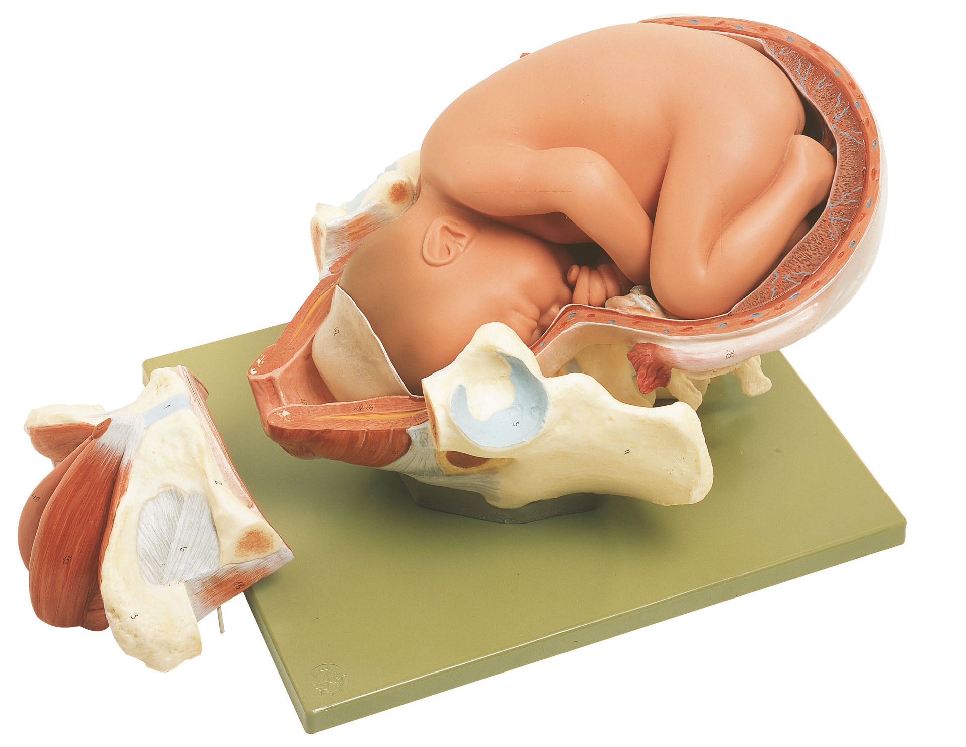 Birth – First Stage, Light